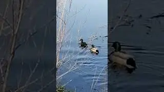 Пловцы