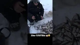 НАЛОВИЛИ 30кг ПЛОТВЫ #рыбалка #река #поклевка #тайга #зима #подсечка #лунка #лунка #плотва #сорога