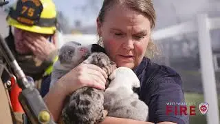 Fire Prevention Tips for your animals!