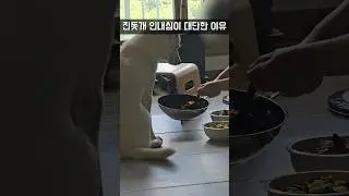 사람보다도 더 대단한 인내심을 가진 진돗개 / 진돗개 진주, 밀크 #강아지 #jindodog  #강아지 #진돗개 #대형견