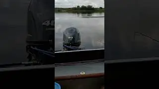 Сомик!