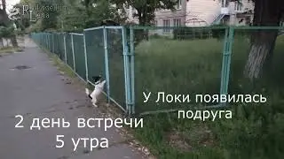 Джек Рассел Локи и ВОРОНА. Как они общались))) нам 8 месяцев