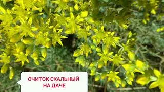 очиток