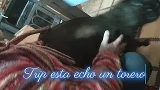 #vlogmas 138 Trip, nuestro bulldog francés, es un torero