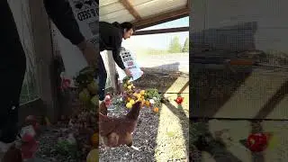One way to feed your chicken for free ! #homestead #chickenfeed