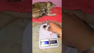 Weighing new born cat #meow