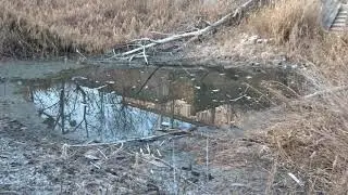 Пруд пересох.16.11.2019Г.