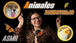 ASMR 🐾animals in Russian and Spanish 🐾💖|| What is your favorite?🦊 || VIVI ASMR