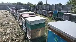 к взятку с акации готов и эксперимент с банками