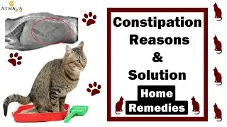 Constipation in cats || Treatment at home || Vet Furqan Younas