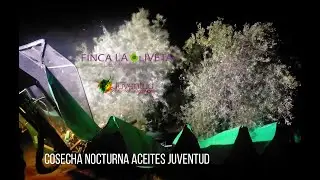 Recolección nocturna aceitunas Aceites Juventud