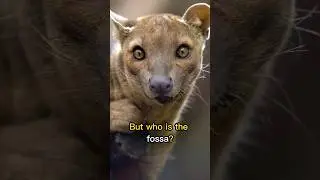 What is a FOSSA? 