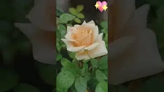 Bom dia!