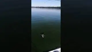 Окунь из "зеленки" на спиннинг