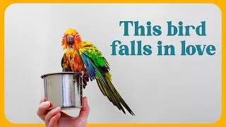 Are parrots the most human-like creatures?