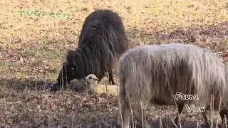 FaunaView: Sheep & Lamb Emotions