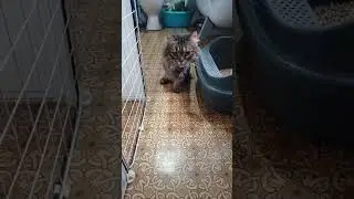 Красивый кузя     #cats #кот #cat