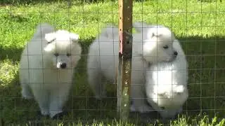 Щенки самоеда