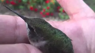Cute Rescued Hummingbird