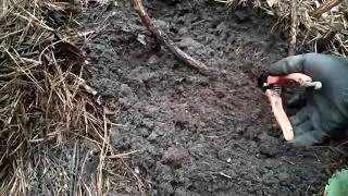 Укоренение голубики за один год и три месяца.