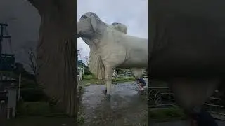 World's Largest Cow Statue 😄 