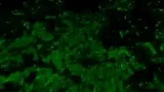 Bush Jumper