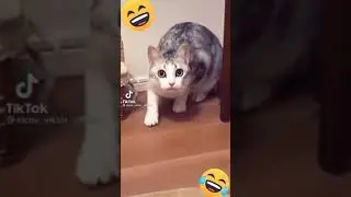 ТОП 5. ТИК ТОК ВИДЕО. САМЫЙ УГАР!