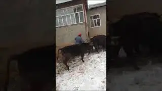 Буларга эмне болгон