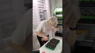 РАССАДА