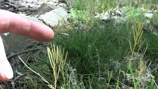 exploding weeds