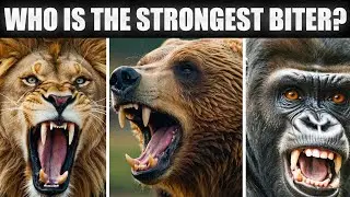 Top 10 Animals With The Most Powerful Bite Force