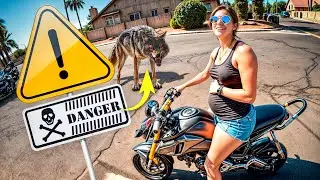 Coyote Encounter Like You've NEVER Seen Before!