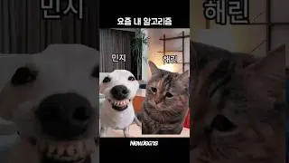 요즘 내 알고리즘