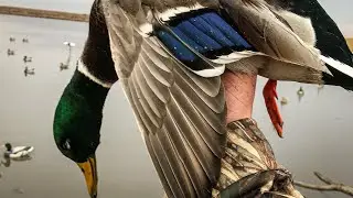 Mixed Bag on a Cloudy Day