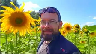 Подсолнухи