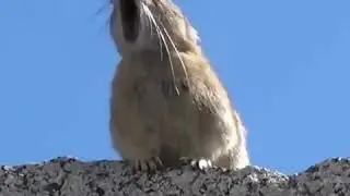 Ана приколи Точики дар Россия