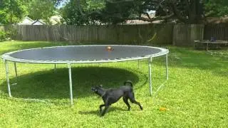 Scooby and Chaos trying to get their toy on the trampoline