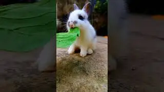 nom nom nom nom 