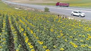 Çorum Ayçiçeği Tarlaları Drone Çekimi