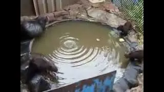 Крысы мутанты нутрия.flv