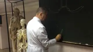 Сосуды и нервы головы, pt  3