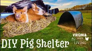 DIY Pig Shelter- Hereford Piglets on the Homestead!