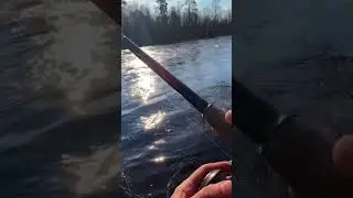 Сошла кумжа #лес #рыбалка #блесна #fishing #воблер #природа #кумжа #рыба