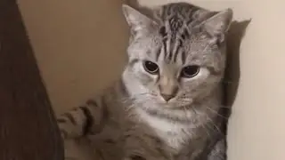 САМОЕ смешное видео с озвучкой. Смешные КОТЫ.#коты#озвучка#видео#смешноевидео#youtube#trend#like