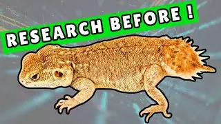 Do NOT Get 1 More Reptile Until You Do This !