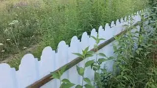 Дом у озера. Про тех, кто гадит.
