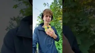 Откуда они взялись ? 🐥🐥🐣😍