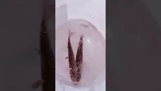 Лайк если рыбачите зимой 