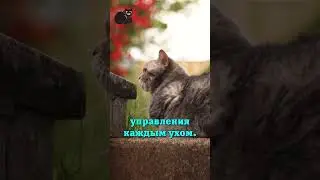 Мускул. #котик #киса #собака #пёсик #уход #факты #интересно #умнее #это_надо #пригодится