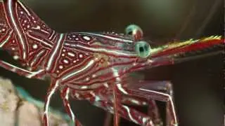 UNDERWATER MACRO LIFE